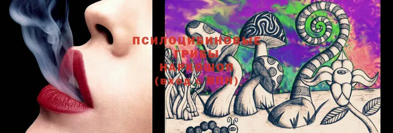 Галлюциногенные грибы Psilocybe  Буйнакск 